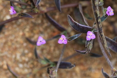 Cyanotis fasciculata